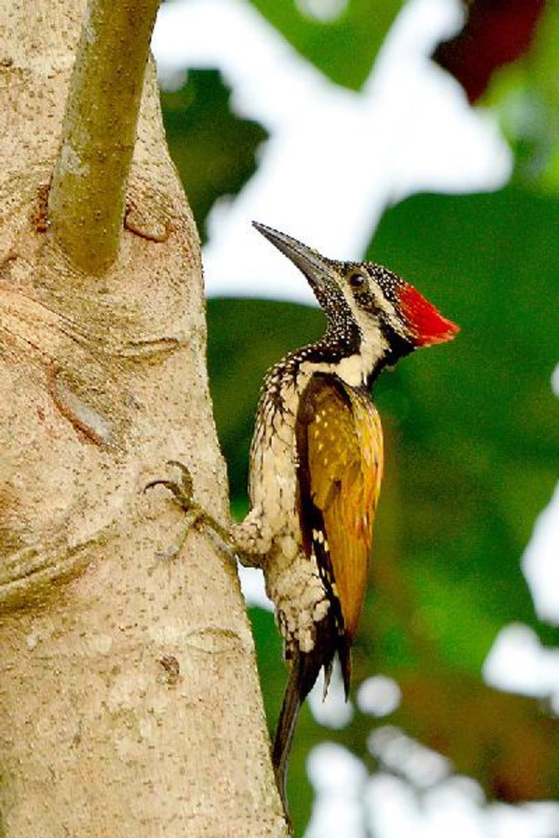 Black rumped Flameback