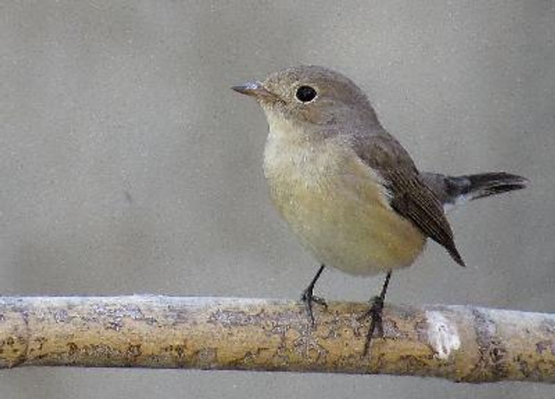 Red breasted Flycatcher