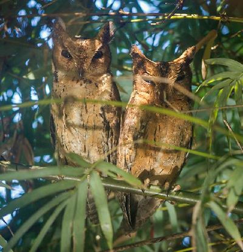 Indian Scops Owl