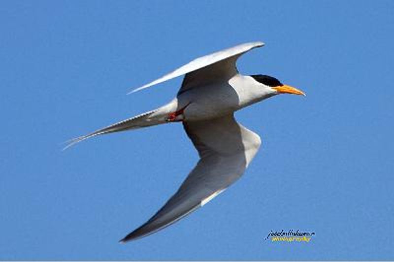 River Tern