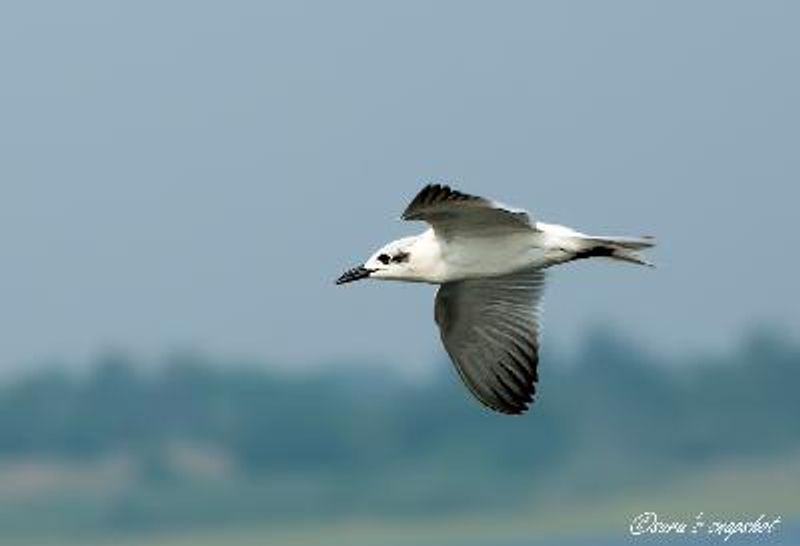 Gull billed Tern