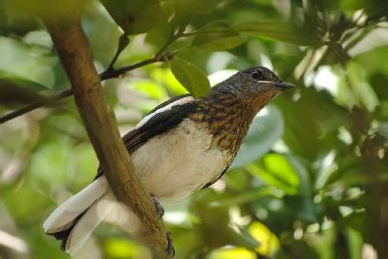 Oriental Magpie Robin