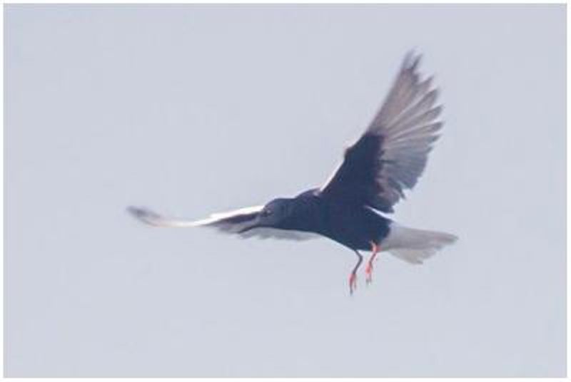 White winged Tern