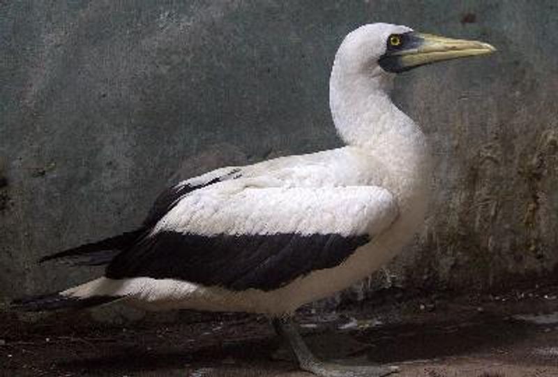 Masked Booby