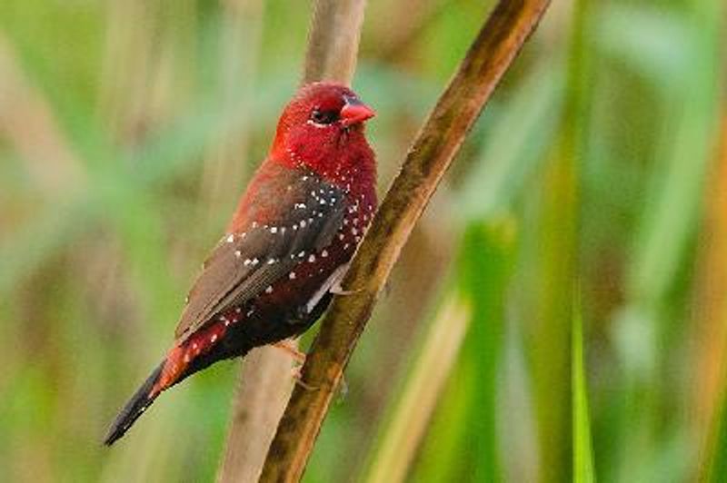 Red Avadavat