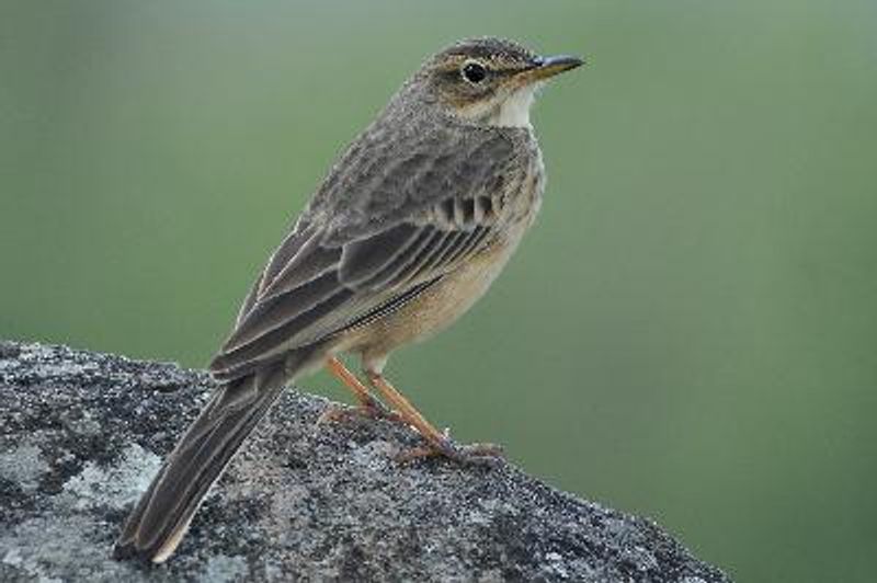 Long billed Pipit