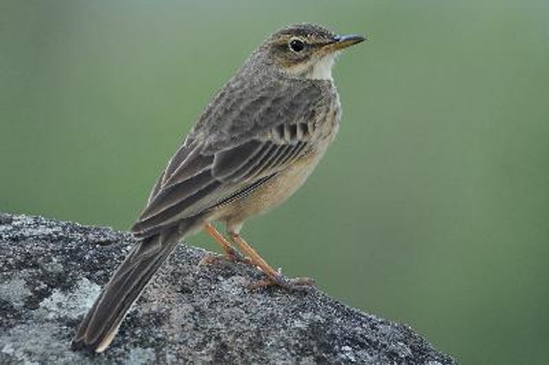 Long billed Pipit