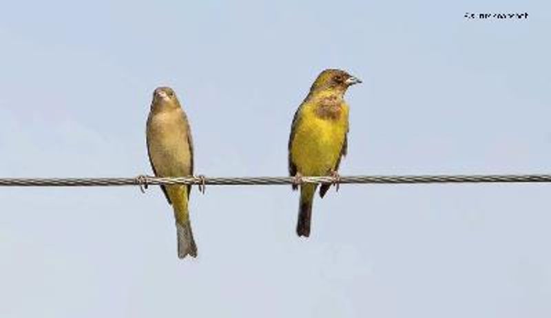 Red headed Bunting