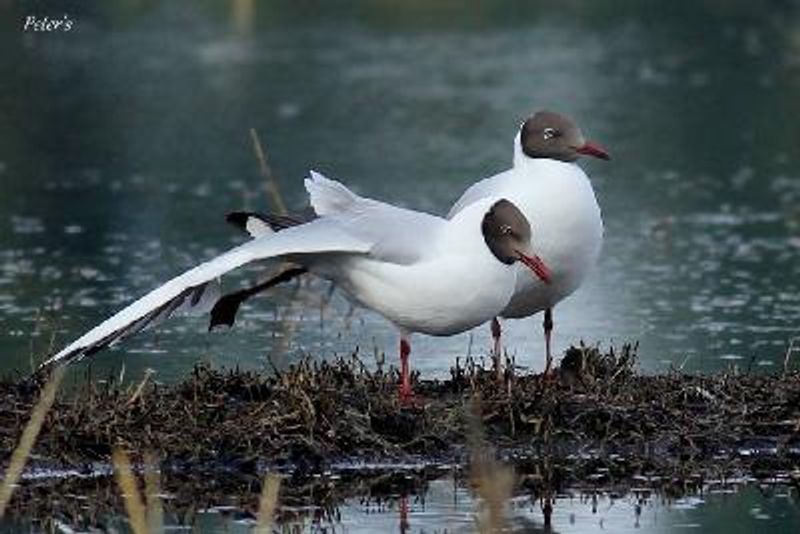 Brown headed Gull