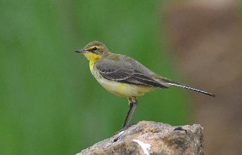 Western Yellow Wagtail
