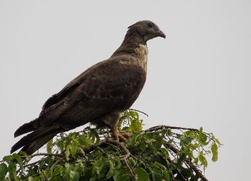 Oriental Honey buzzard