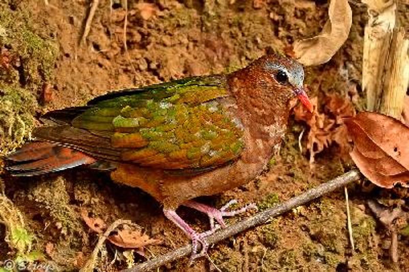 Emerald Dove