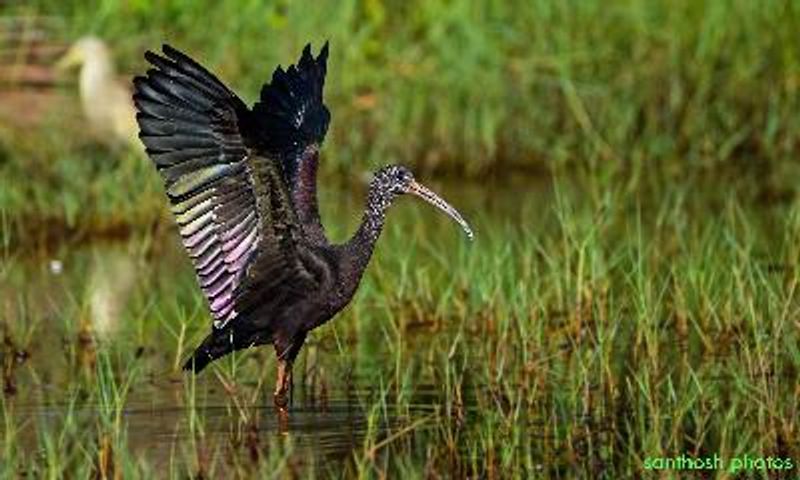 Glossy Ibis