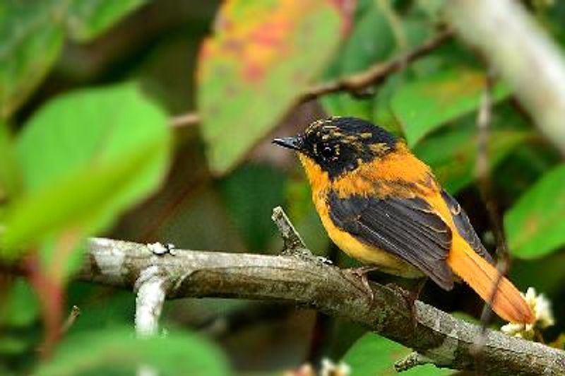 Black and orange Flycatcher