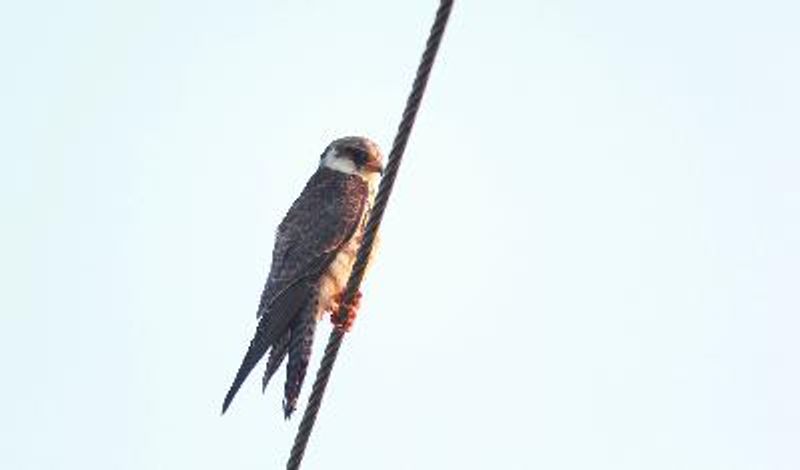 Amur Falcon