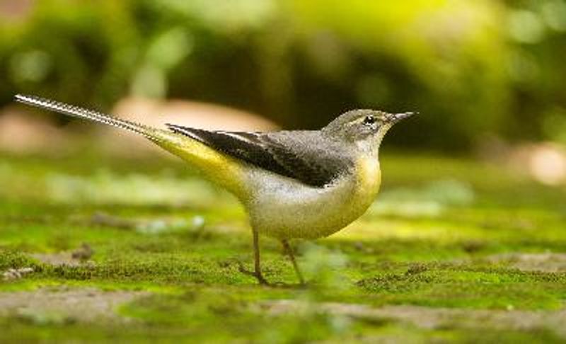 Grey Wagtail