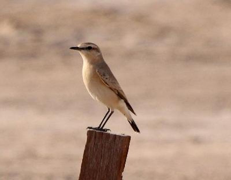 Isabelline Wheatear