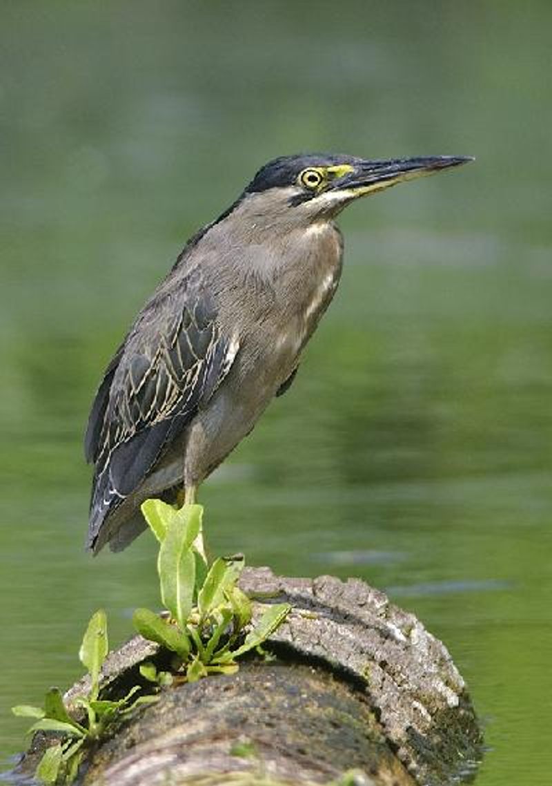 Striated Heron