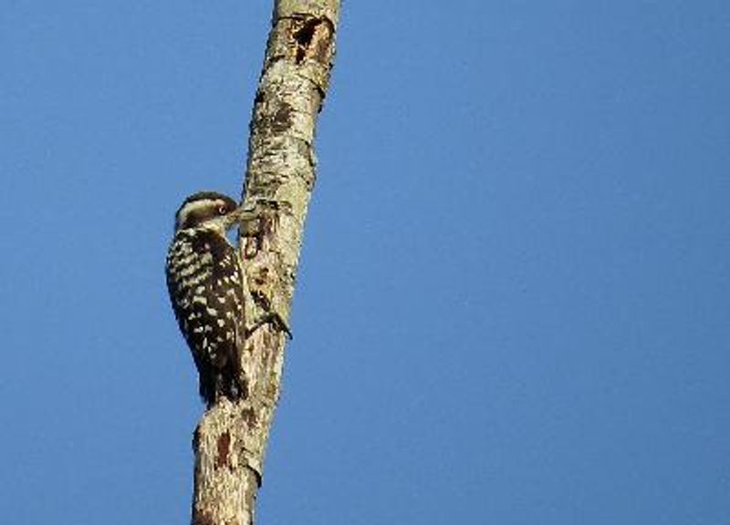 Brown capped Pygmy Woodpecker