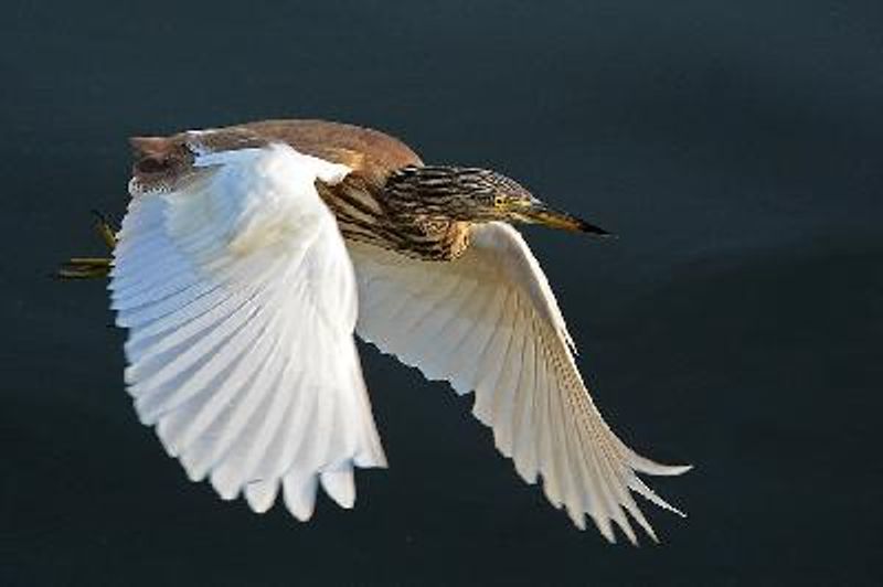 Indian Pond Heron
