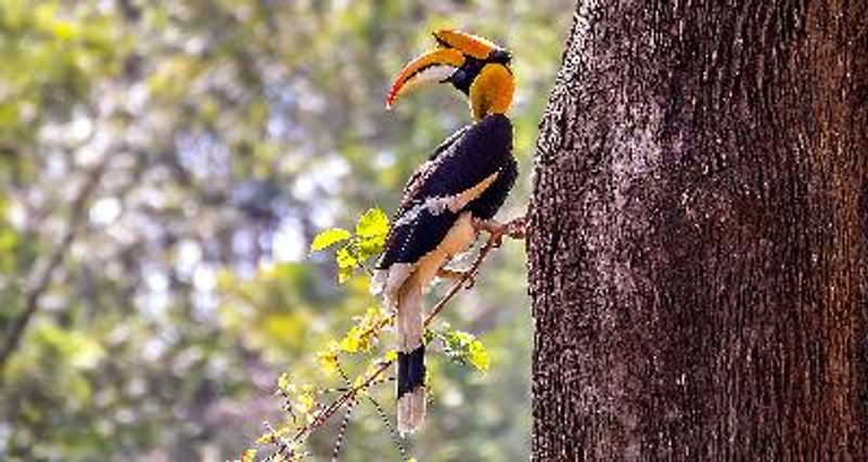 Great Hornbill