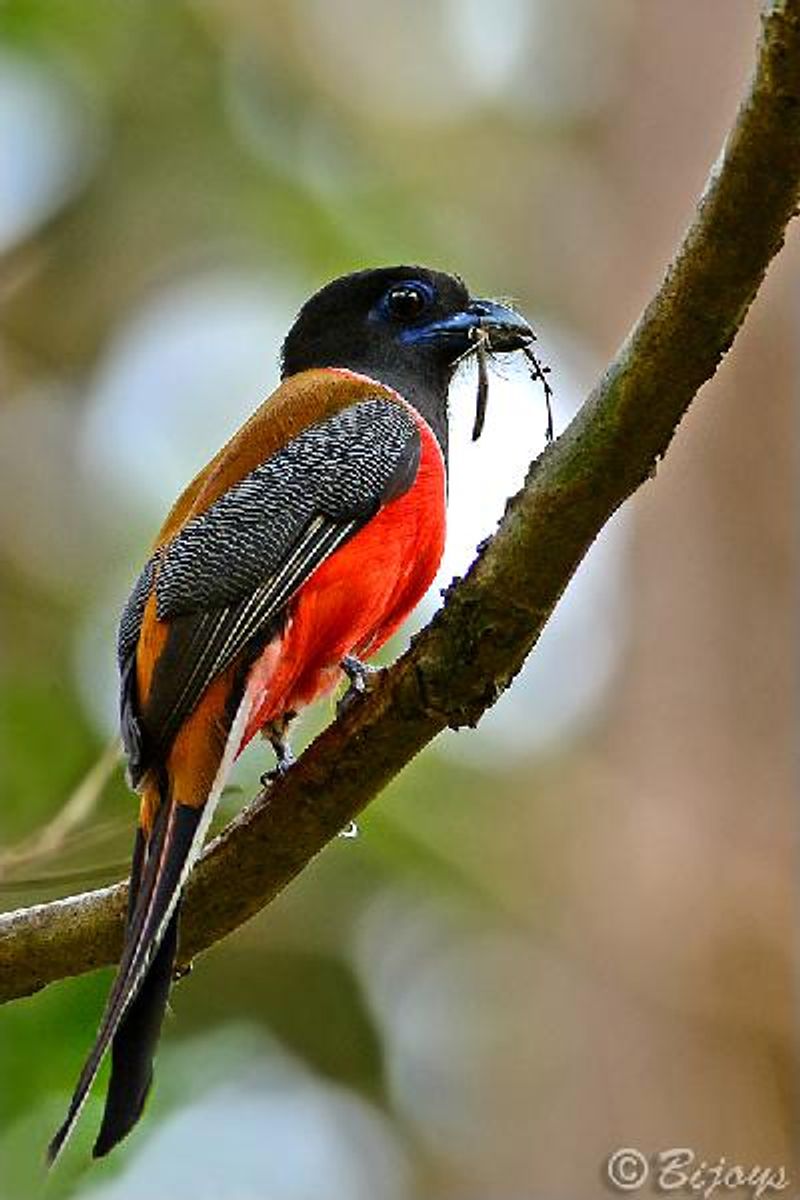 Malabar Trogon