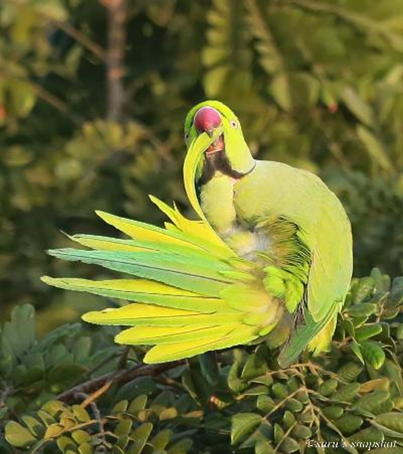 Rose ringed Parakeet