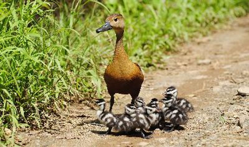 Lesser Whistling Duck