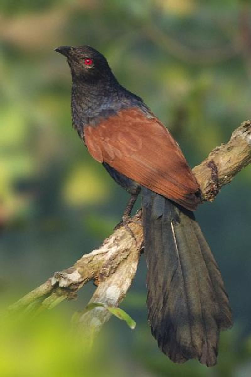 Greater Coucal