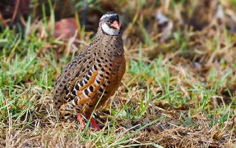Painted Bush Quail