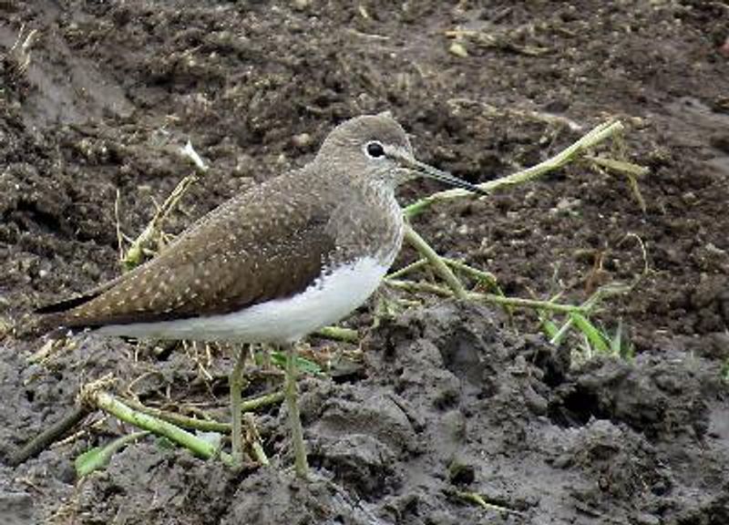 Green Sandpiper