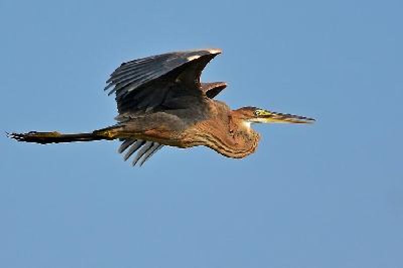 Purple Heron