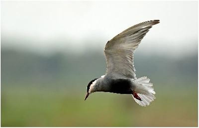 Whiskered Tern