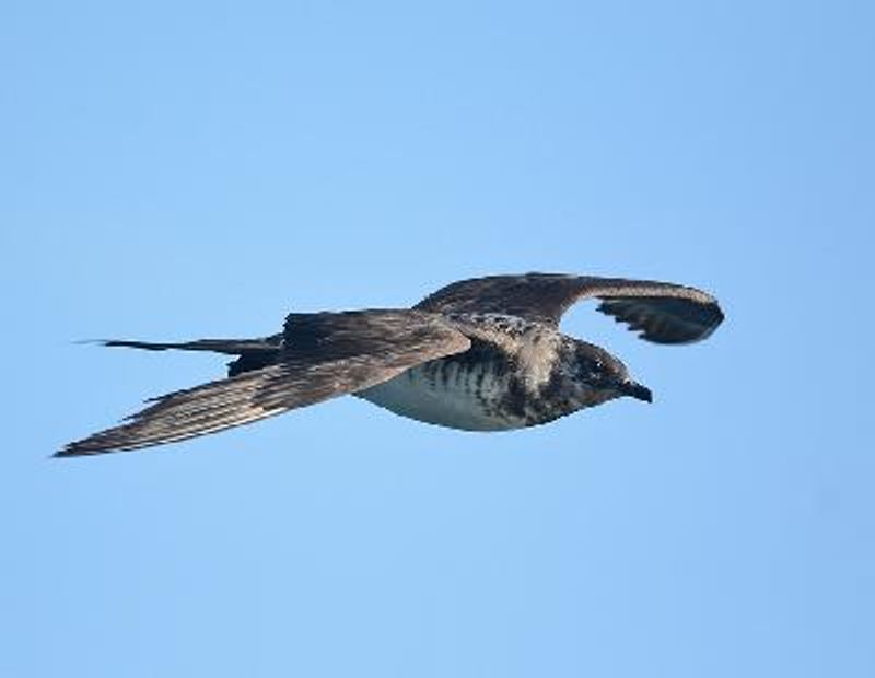 Arctic Skua