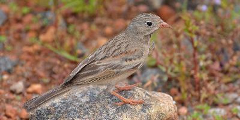 Grey necked Bunting