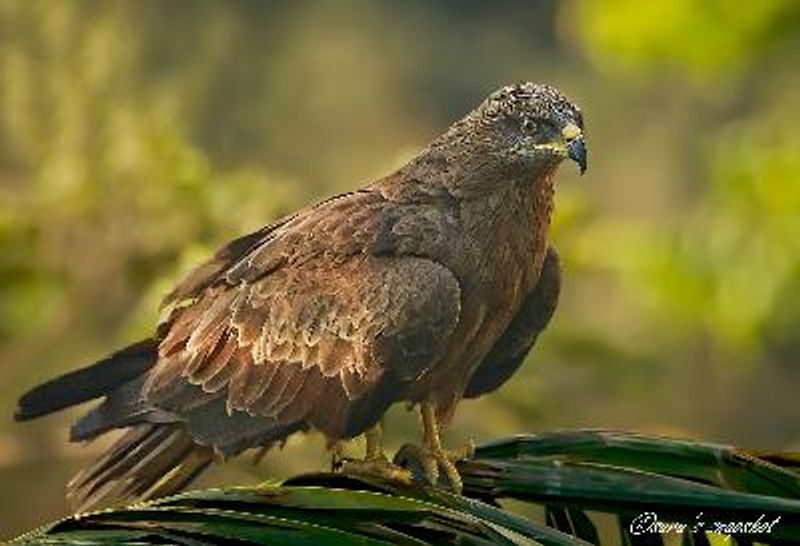 Black Kite