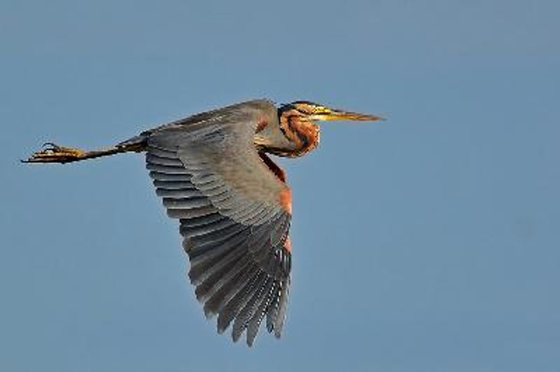 Purple Heron