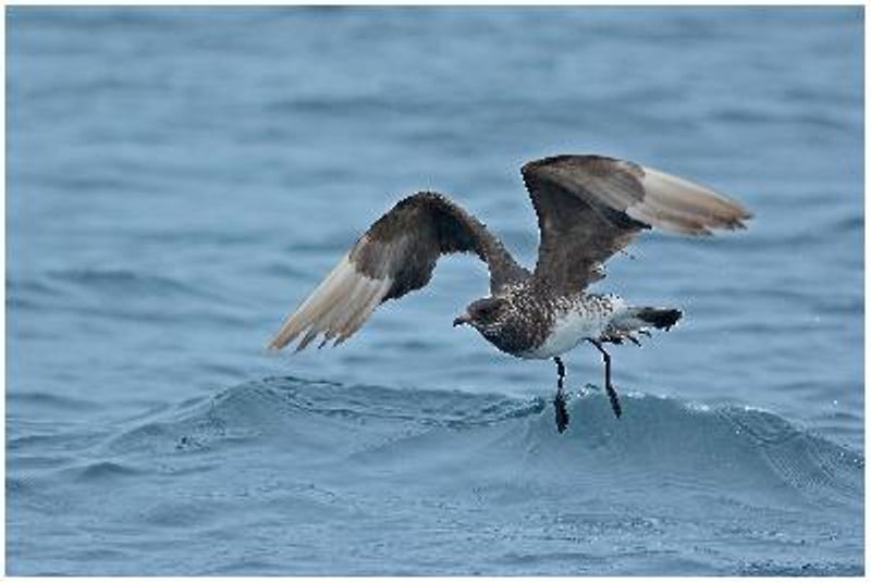 Arctic Skua