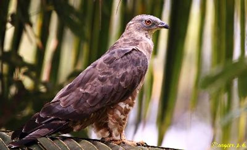 Oriental Honey buzzard