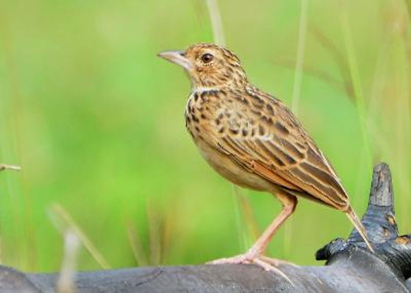 Jerdon's BushLark