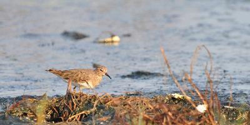 Temminck's Stint