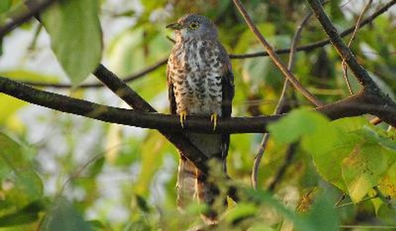 Common Hawk Cuckoo