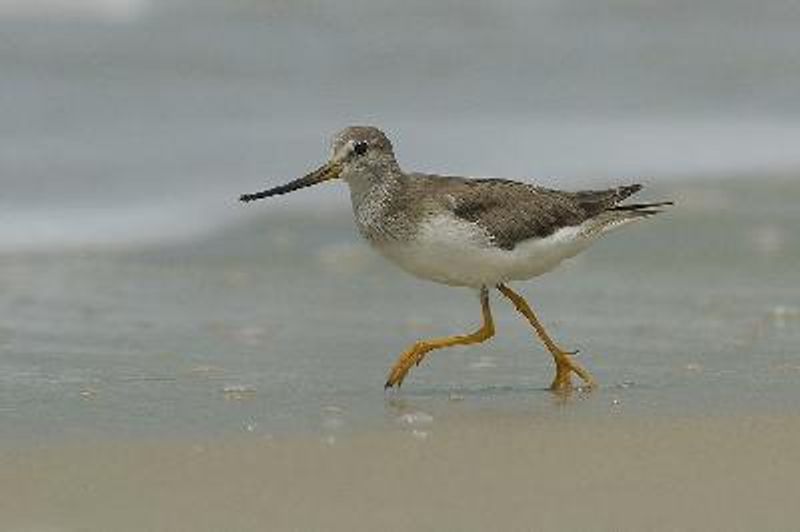 Terek Sandpiper