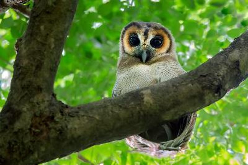 Brown Wood Owl