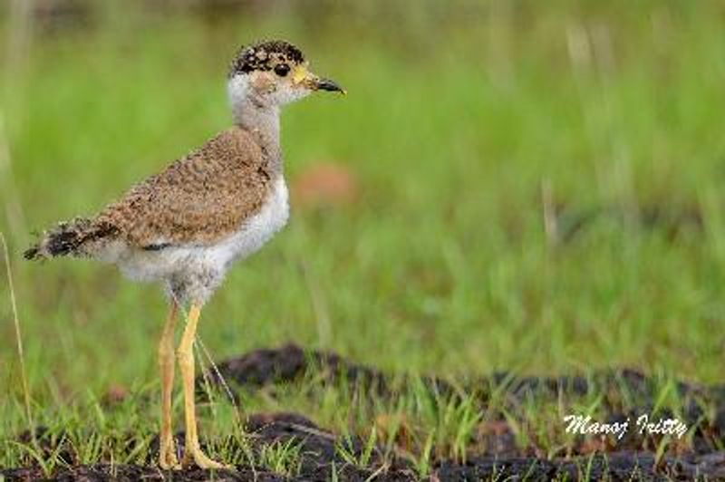 Yellow wattled Lapwing