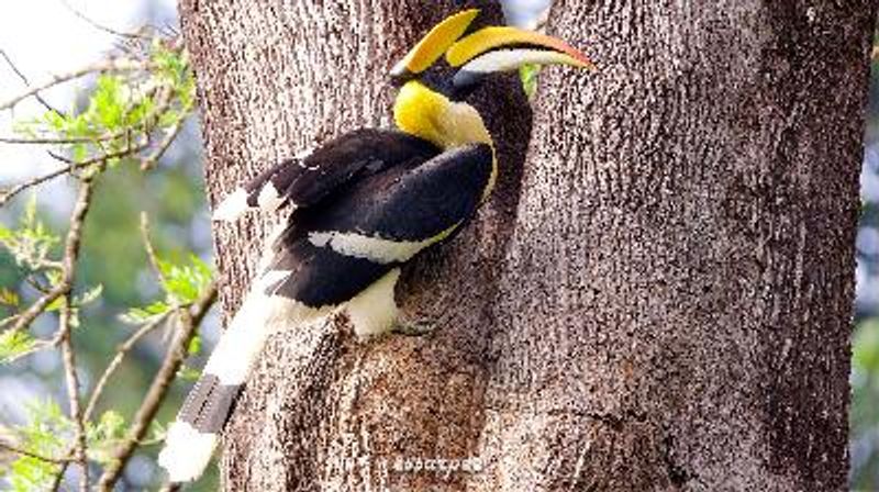 Great Hornbill