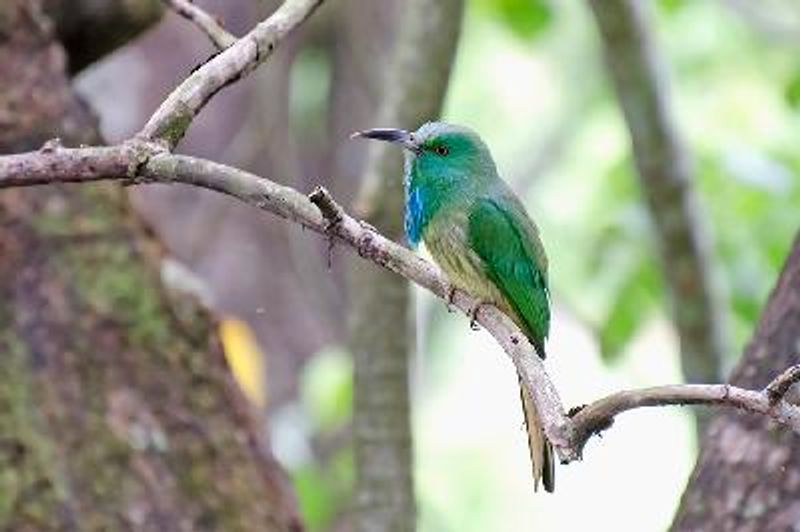 Blue bearded Bee eater