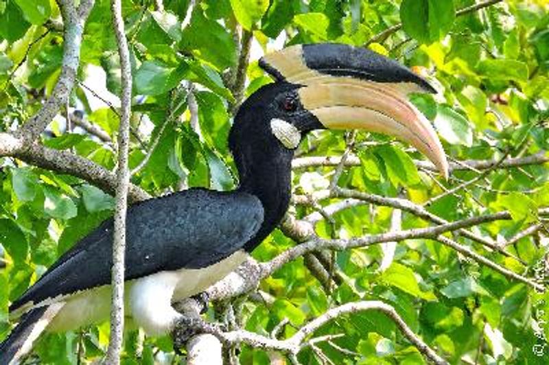 Malabar Pied Hornbill