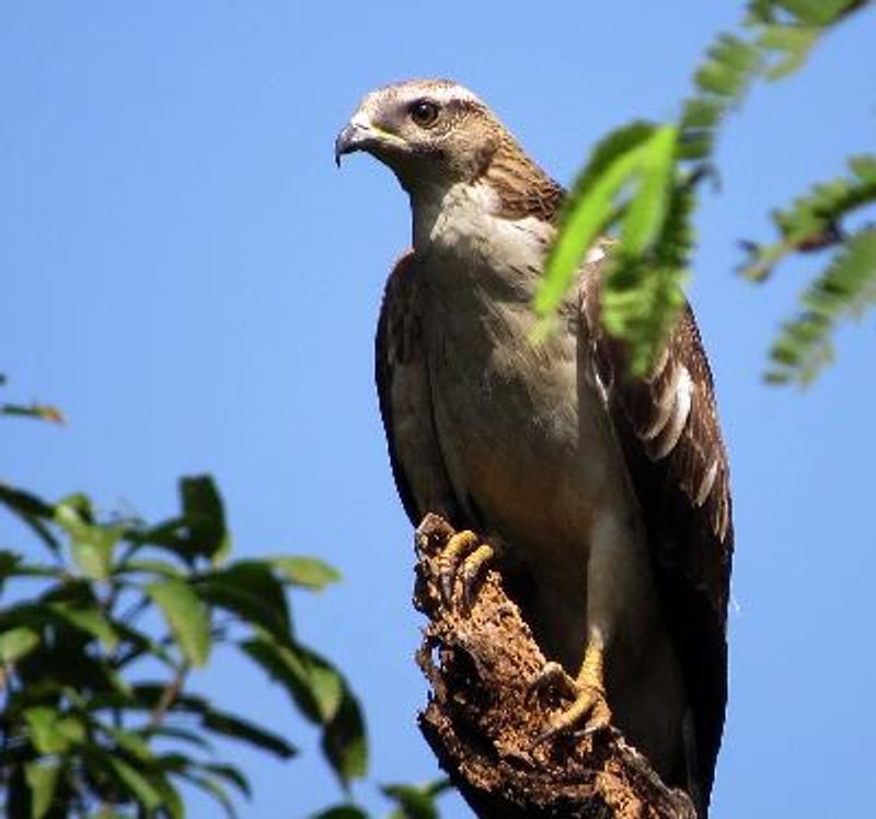 Oriental Honey buzzard