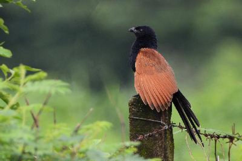 Lesser Coucal